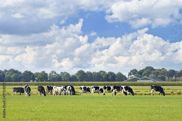 Obraz Holstein-Frisian bydło na zielonej łące, pola kukurydzy i farmie na tle, niebieskim niebo i dramatycznej chmurze, Holandia.
