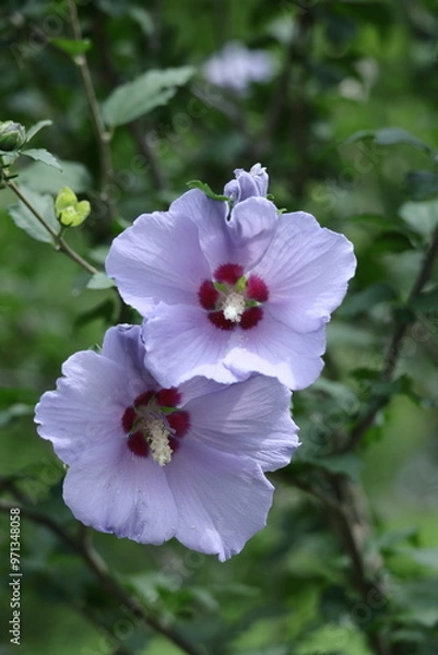 Fototapeta 夏の茶室を彩る
