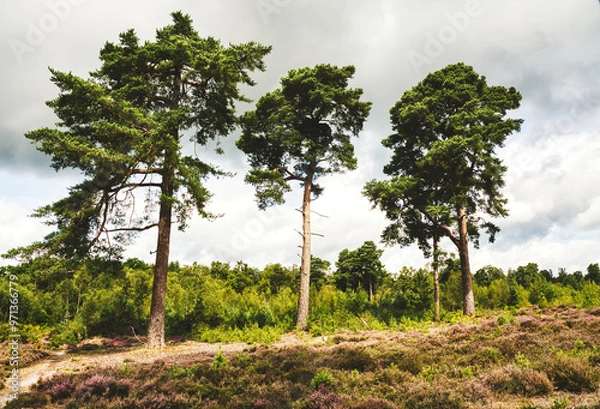 Obraz Three trees on Ipping Common
