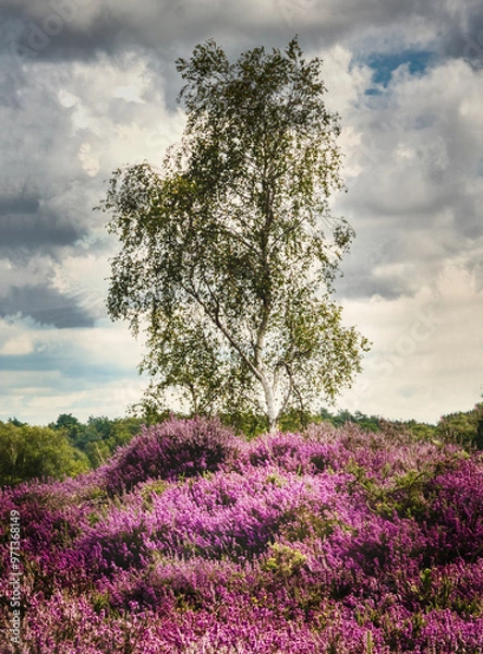 Obraz Tree and pink heather
