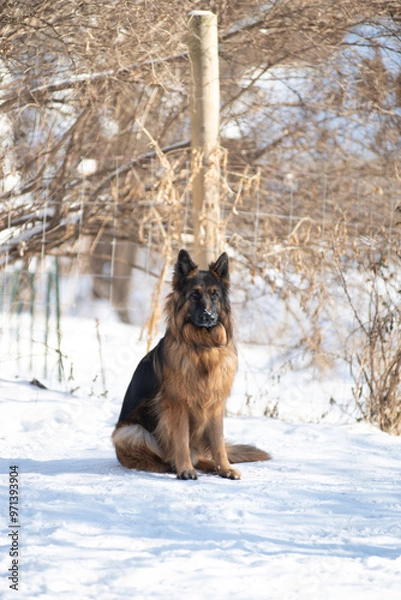 Fototapeta german shepherd dog