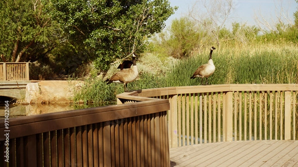 Obraz Goose closes up portrait pictures on the top of the bridge in Wetlands Park Las Vegas