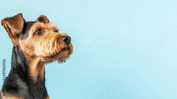 Fototapeta An Airedale terrier on a light blue background, copy space