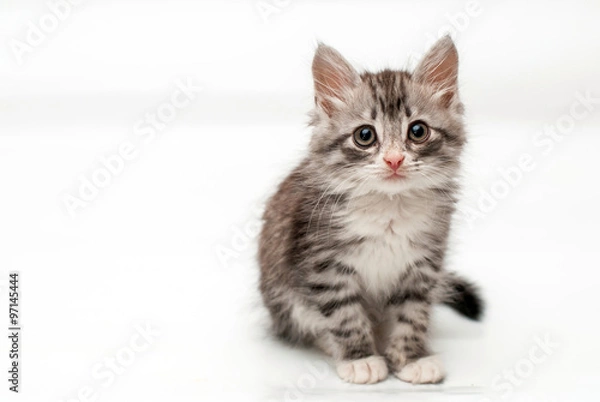 Fototapeta Серый пушистый котенок