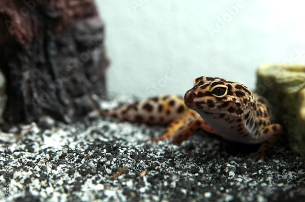 Obraz oczy gekona lamparta