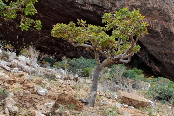 Fototapeta Boswellia - frankincense tree - Socotra island
