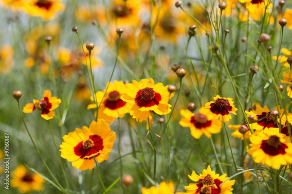 Obraz coreopsis tinctoria flowers