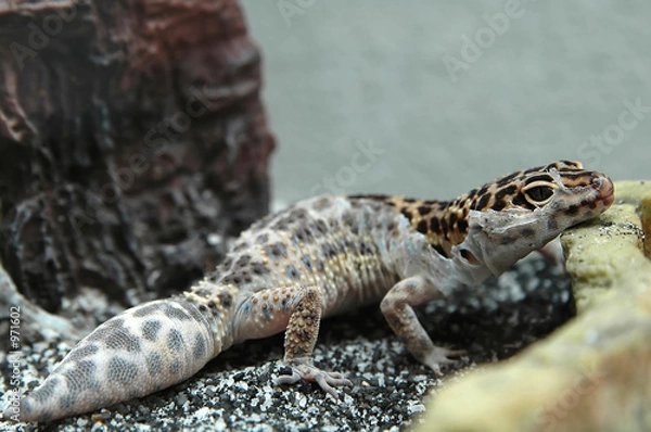 Obraz leopard gecko scratching skin off
