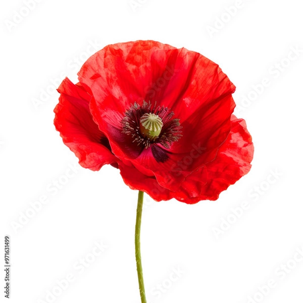 Fototapeta A beautiful red poppy flower, isolated on transparent background. PNG element.