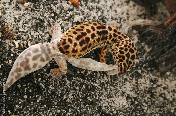 Fototapeta leopard gecko shedding mid section