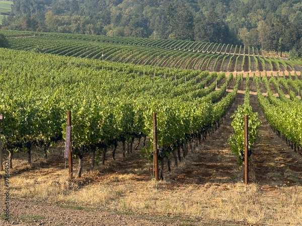 Fototapeta Rows of Pinot Noir grapes grow at a vineyard in the Oregon Willamette Valley