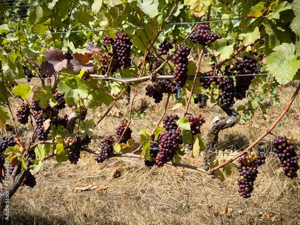 Obraz Red grapes growing in two layers on a double trellis system called the four arm Kniffin training system