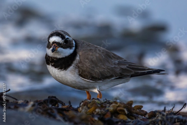 Obraz Ringed plover closeup by shore