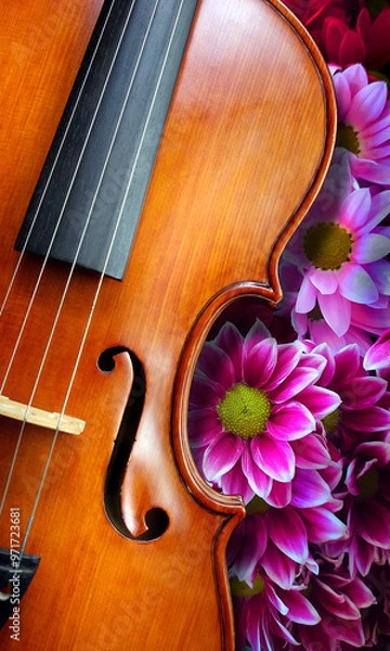Fototapeta violin against a background of bright purple chrysanthemums. melody concept