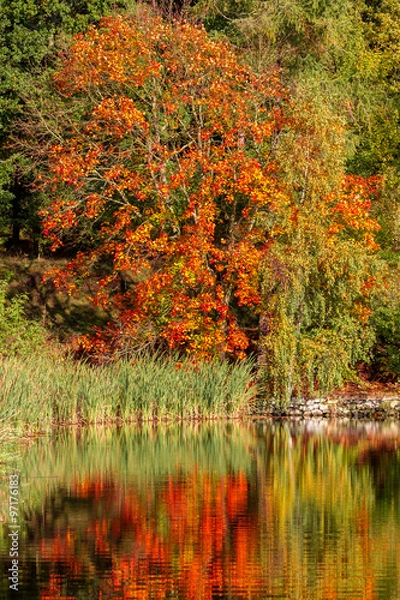 Obraz Herbstfarben Ahorn