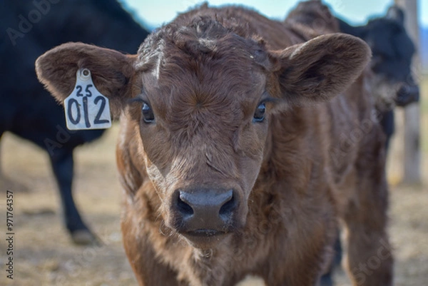 Obraz Cows and Calves