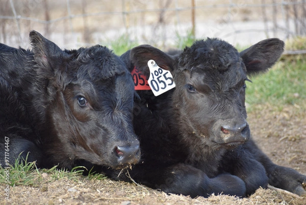 Obraz Cows and Calves