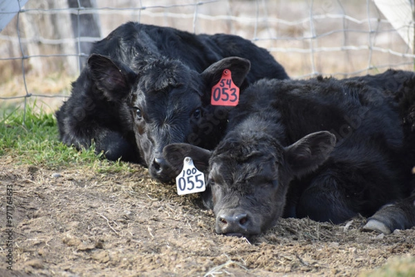 Obraz Cows and Calves