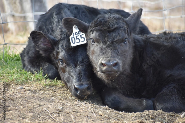 Obraz Cows and Calves