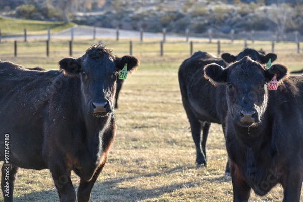 Obraz Cows and Calves