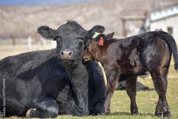 Obraz Cows and Calves