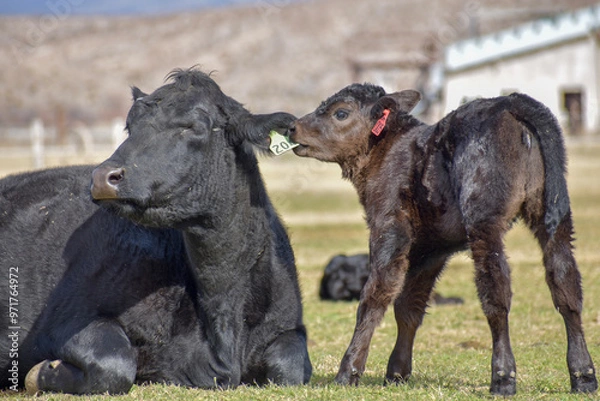 Obraz Cows and Calves