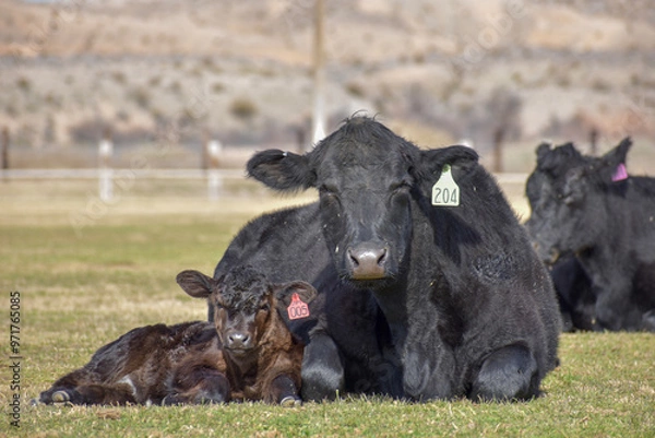 Obraz Cows and Calves