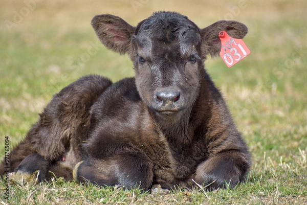 Obraz Cows and Calves