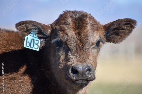 Obraz Cows and Calves