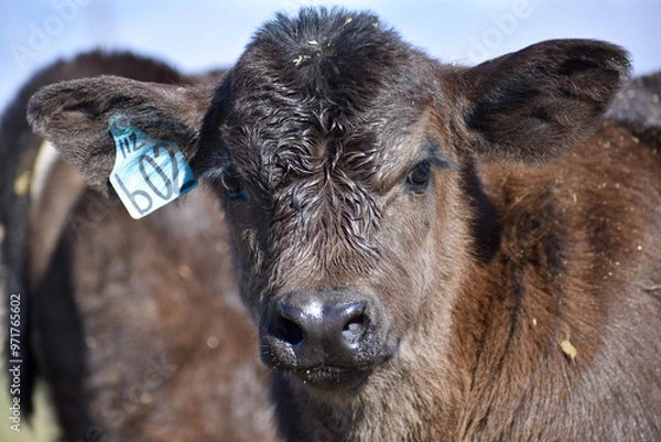 Obraz Cows and Calves