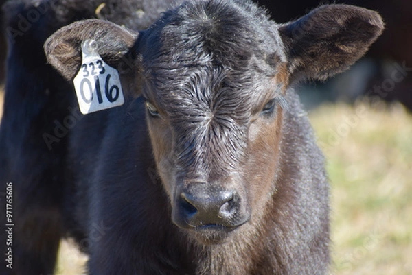 Obraz Cows and Calves