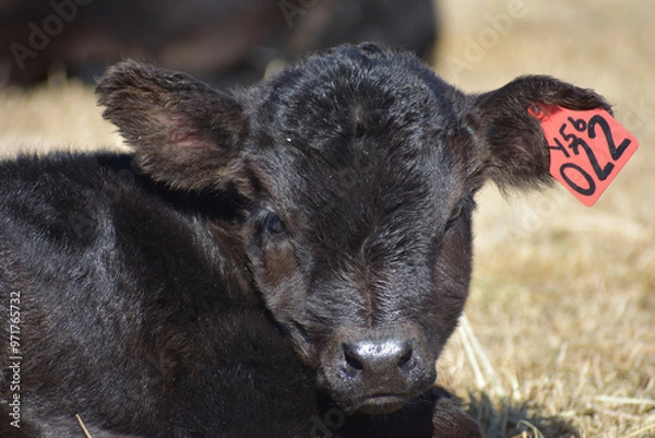 Obraz Cows and Calves