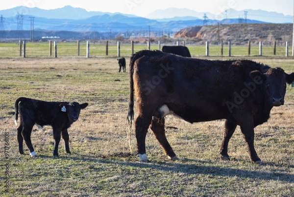 Obraz Cows and Calves
