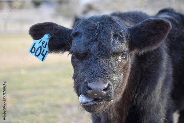 Obraz Cows and Calves