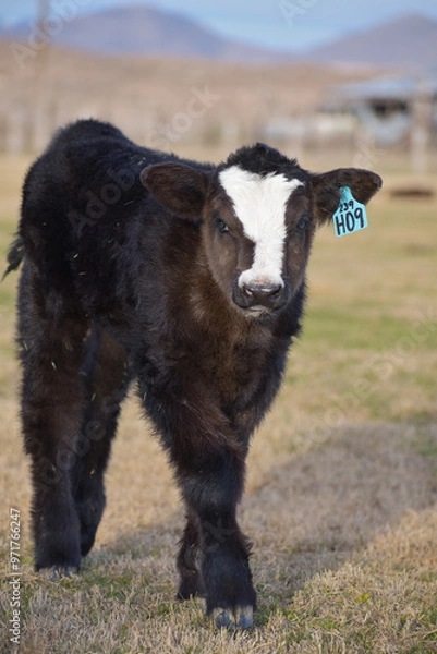 Obraz Cows and Calves