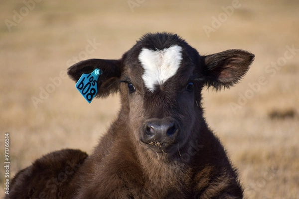 Obraz Cows and Calves