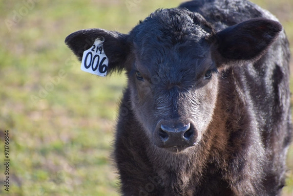 Obraz Cows and Calves