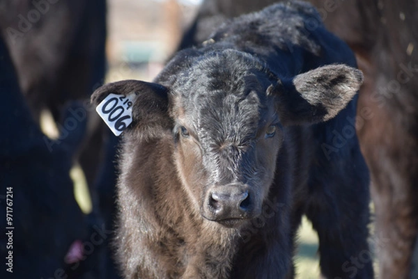 Obraz Cows and Calves