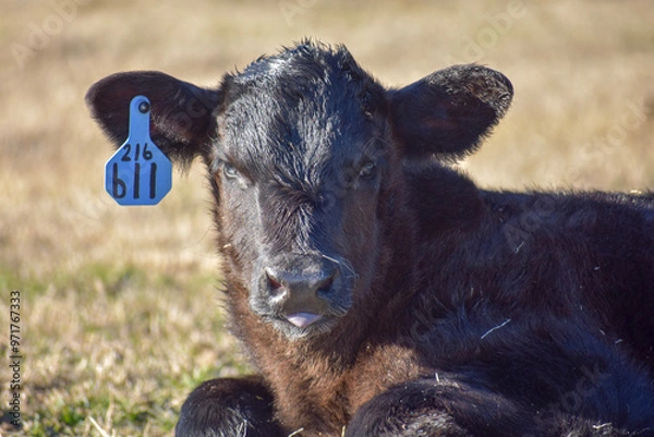 Obraz Cows and Calves