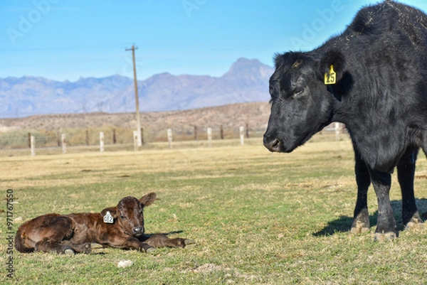 Obraz Cows and Calves