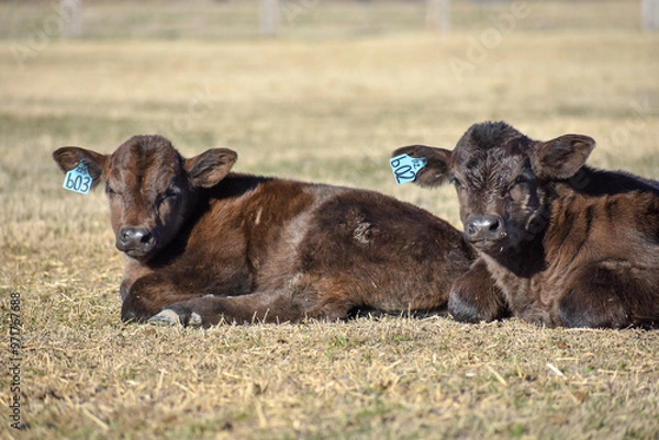 Obraz Cows and Calves