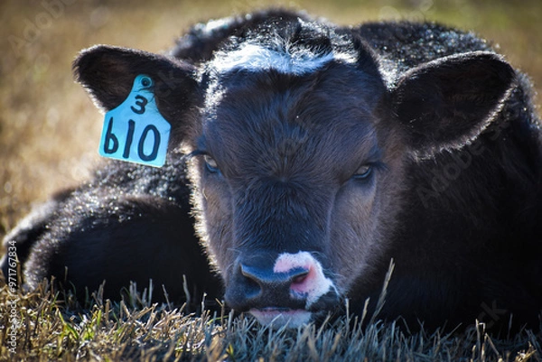 Obraz Cows and Calves