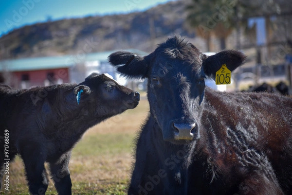 Obraz Cows and Calves