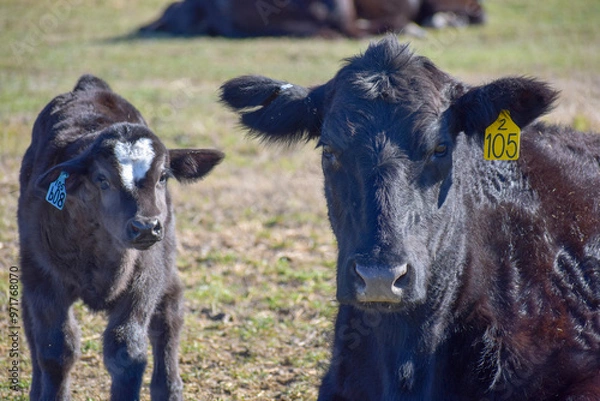 Obraz Cows and Calves