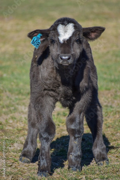 Obraz Cows and Calves