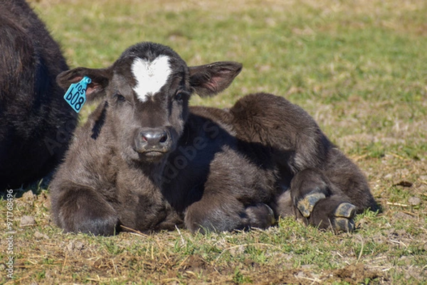 Obraz Cows and Calves