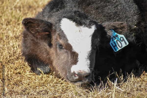 Obraz Cows and Calves