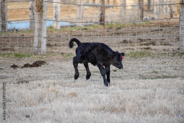 Obraz Cows and Calves