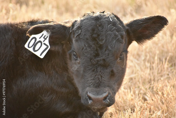 Obraz Cows and Calves