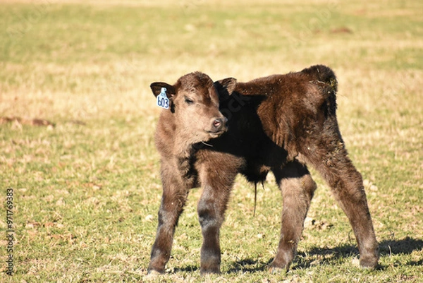 Obraz Cows and Calves